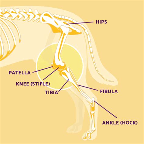 And dogs on three legs tend to do great, especially if it's the front leg to be amputated. Dog Leg Anatomy in Human Speak | Ortho Dog