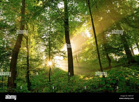 Federal Forests Hi Res Stock Photography And Images Alamy