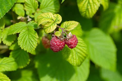 Are Wild Raspberries Poisonous Know The Truth Foliar Garden