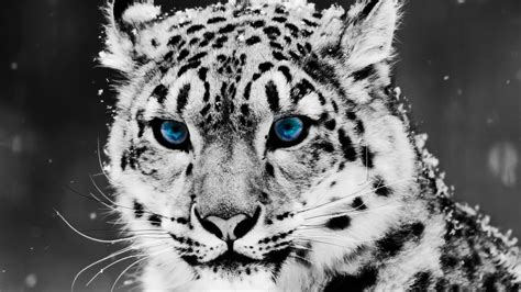 Aadhilnet My Favorite Animal The Snow Leopard