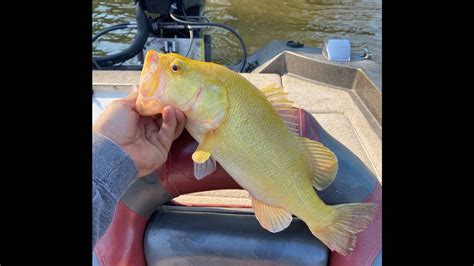 Fisherman Catches Rare Golden Bass In Virginia River Hilton Head