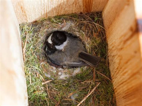 Black Capped Chickadee Nesting Complete Guide Birdfact
