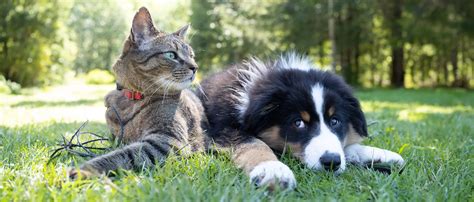 Dog Bathing: Establishing the Perfect Bathing Routine for Your Pet