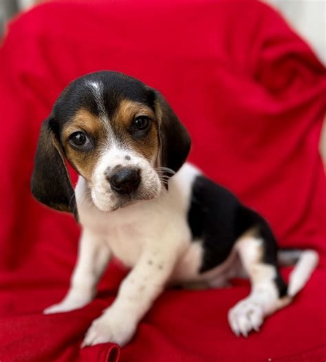 Beagle Puppies For Sale | Riverside, CA #315373 | Petzlover