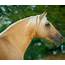 Golden Horses  9 Breeds With Amazing Shiny Gold Coats Helpful Horse