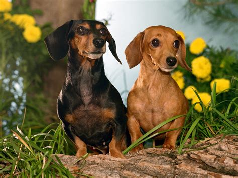 All List Of Different Dogs Breeds Dachshund Dog Small
