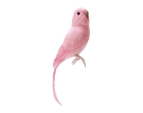 Pink Parakeet Budgies Parrots Conure Beautiful Birds Pet Birds