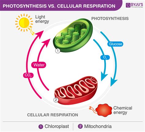 What Is The Link Between Photosynthesis And Respiration Vrogue