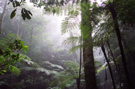 Rainforest Fog By Arendor On Deviantart
