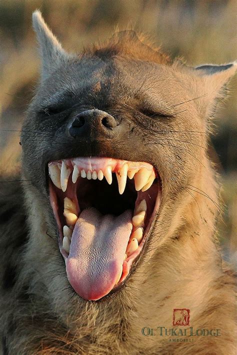 The Nightmare That Is The Spotted Hyenas Teeth Full Credits To U