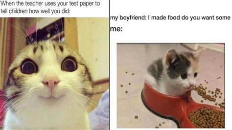 20 Wholesome Cat Memes For Your Wednesday Needs Know Your Meme