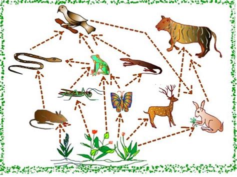 Gambar rantai makanan di sawah, kebun, hutan, sungai, laut, dan manusia. Pengertian rantai makanan (lengkap) - Kumpulan Artikel Biologi