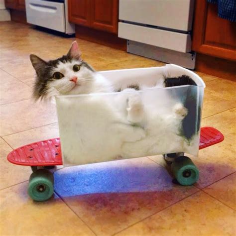 These Photos Are Proof That Cats Can Fit Anywhere Our Funny Little Site