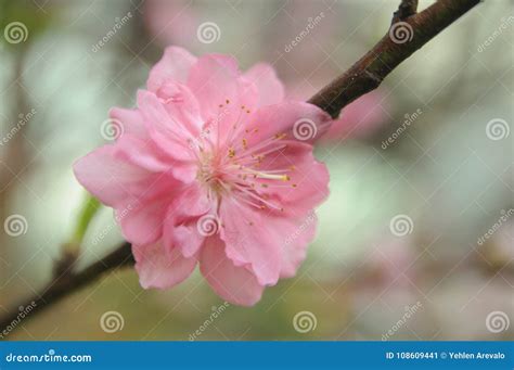 Single Cherry Blossom Tree