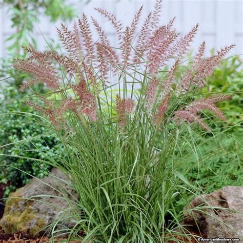 Department of agriculture plant hardiness zone 5 or 6 through 9. Karley Rose Fountain Grass | Fountain grass, Ornamental ...