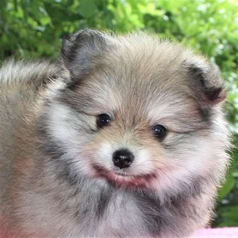 Pomeranian Sold Waggs To Riches