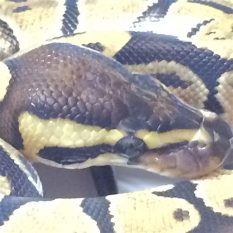 Baby Enchi Ball Python For Sale With Live Arrival Guarantee Xyzreptiles
