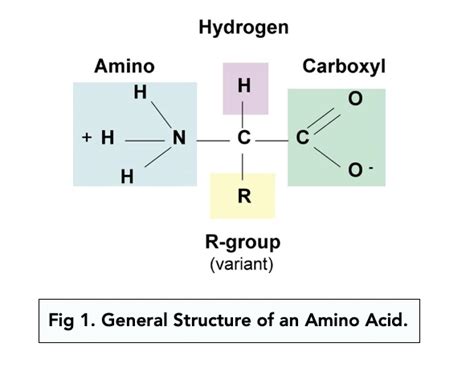 Proteins And Amino Acids An Introduction A Level Biology Study Mind