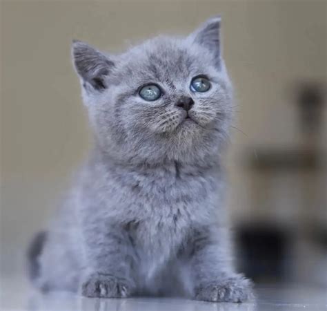 Meet The Beautifully Blue British Shorthair Cat The Teddy Bear Of The