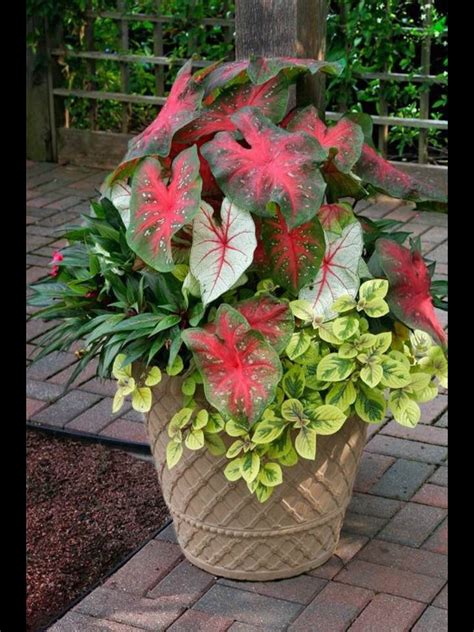 Great Outdoors Image By Kay Olson Potted Plants For