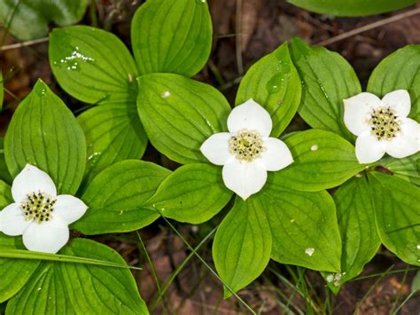 Bunchberry Dogwood Plants How To Grow Bunchberry Ground Cover
