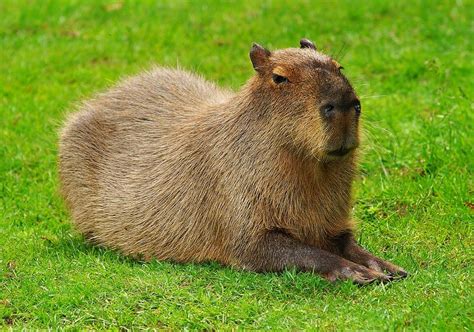 10 Unique Pets You Should Consider Adopting – Project Pawsitivity