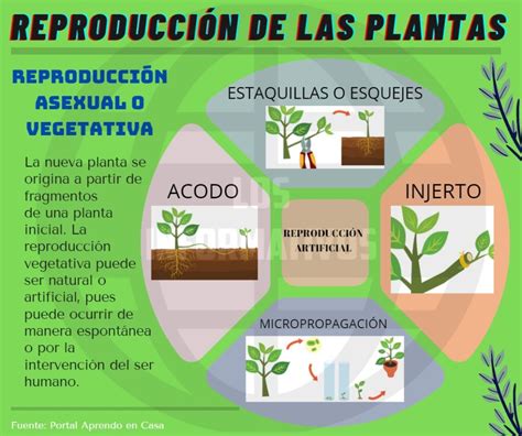 Lista Foto Mapa Conceptual De La Reproduccion De Las Plantas El Ltimo