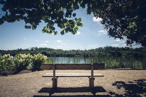 Wooden Bench By The Lake Under Beautiful Green Trees Stock Image