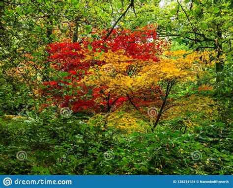 Vibrant Autumn Foliage Of Contrasting Japanese Maples Stock Photo