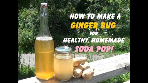 Ginger Bug Soda Starter ~ Make Naturally Fermented Soda At Home Youtube