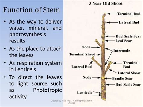 Plant Stem Structure And Function Ppt