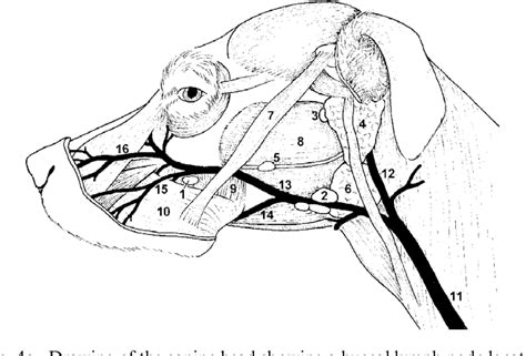 Figure 4 From The Buccal Lymph Node Lymphonodus Buccalis In Dogs