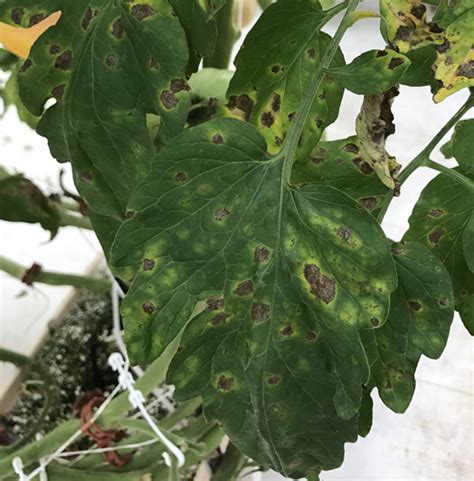 Common Diseases Of Tomatoes Mississippi State University Extension