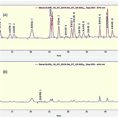 Hplc Chromatogram Of Amino Acids In Sp At λ 570 Nm A And For Proline