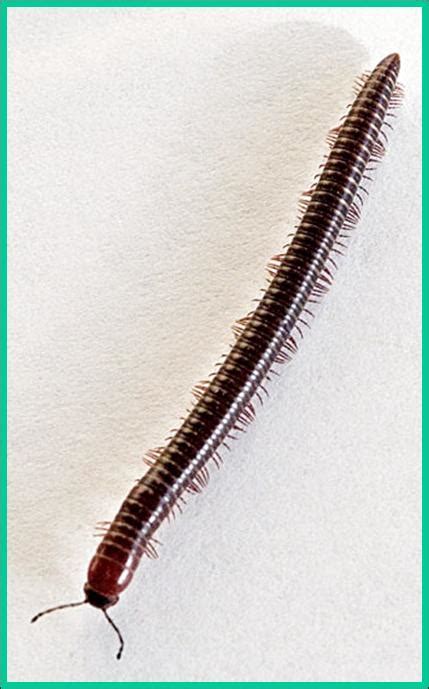 Learn more about ortho home defense max insect killer indoor & perimeter with comfort wand. Millipedes - Plant & Pest Diagnostics