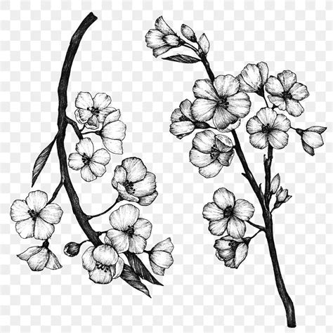 Flower Black And White Images Free Vectors Pngs Mockups
