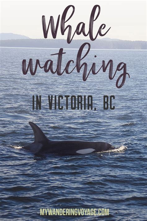 Whale Watching In Victoria Bc Canada Travel Canada Travel Guide