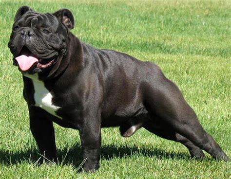 Aliexpress carries many bulldog english puppy related products, including english bulldog pet , bulldog car , bulldog picture , dog english , bulldog t shirt women , i love my bulldog , british bulldog dog , bulldog vinyl , bulldog model , bulldog t shirt , black english bulldog , bulldog paint. Bulldog Dog Breed » Information, Pictures, & More