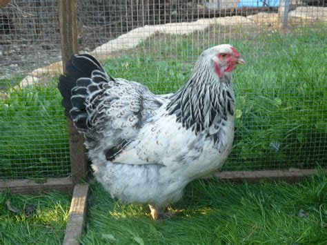 Murray Mcmurray Hatchery Light Brahma Started Pullets