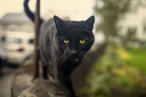 Bombay Cat — Full Profile History And Care
