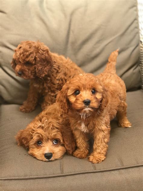 Louie Is Our Pure Bred Red Toy Poodle He Is Under 4kg Under 28cm Tall