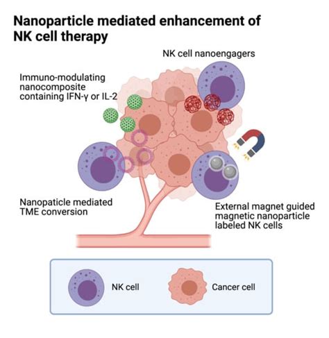 Pharmaceutics Free Full Text Recent Advances To Augment Nk Cell