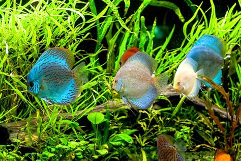 Discus Fish In Aquarium Tropical Fish Stock Image Image Of Braided