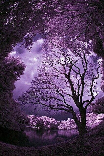 160 Beautiful Purple Things Ideas Purple All Things Purple Purple Love
