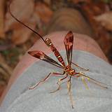 Pictures of Giant Ichneumon Wasp