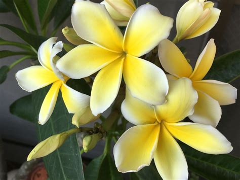 Yellow Hawaiian Live Plumeria Frangipani Plant Shrub Cutting 9 12