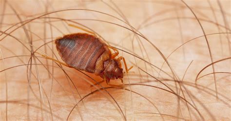 Most Bed Bug Infested Cities In America In 2019 Ranked Thrillist