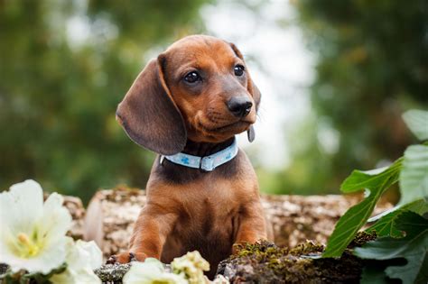 She is a mini dachshund born on january 15, 2018. Dash In For Our Adorable Dachshund Puppies! - Furry Babies