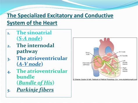 Ppt Cardiovascular System Block Cardiac Electrical Activity
