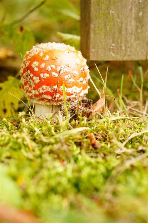 Red Mushroom Stock Photo Image Of Nature Flora Green 36016906